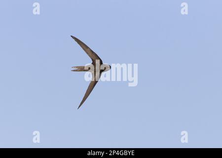 Common Swift (Apus apus) adulto, in volo, girando per rivelare upperside, Suffolk, Inghilterra, Regno Unito Foto Stock