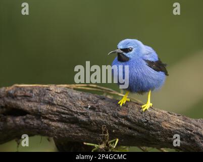 Azure Honeycreeper, luccicante Honeycreeper (Cyanerpes lucido), Azure Honeycreeper, Honeycreeper con zampe gialle, Tanagers, songbirds, animali, uccelli Foto Stock