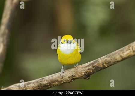 Tanager (Tangara icterocephala) con gola d'argento, adulto, arroccato su un ramo nella foresta pluviale montana, Ande, Ecuador Foto Stock