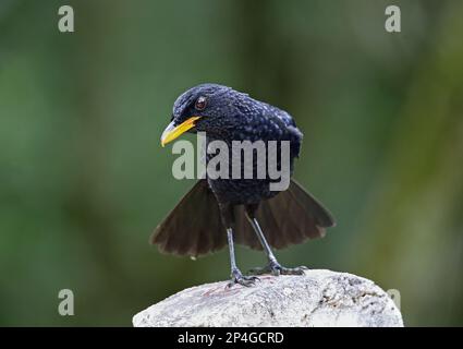 Sibilo blu (Myiophonus caeruleus dichrorhynchus), adulto, con coda abbronzata, seduto su un palo, Kerinci Seblat N. P. Sumatra, Grande Sunda Foto Stock