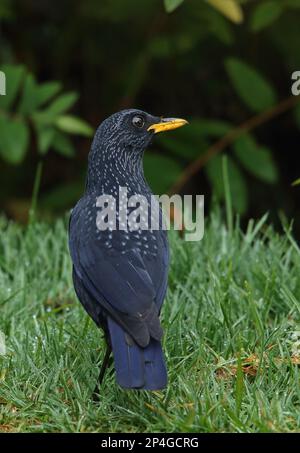 Brivido blu (Myiophonus caeruleus eugenei) adulto, in piedi su erba bagnata, Provincia di Doi Inthanon N. P. Chiang mai, Thailandia Foto Stock