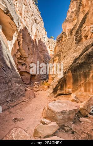 Cottonwood Narrows, Off Cottonwood Road, Grand Staircase Escalante National Monument, Utah, USA Foto Stock