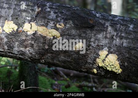 Fuligo luteonitens, muffa di lime dalla Finlandia, nessun nome inglese comune Foto Stock