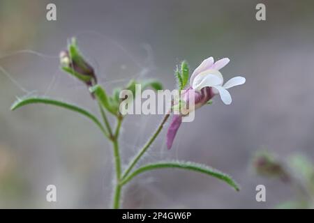 Chaenorhinum meno, comunemente noto come piccolo toadflax o nudragon nana, pianta selvatica dalla Finlandia Foto Stock