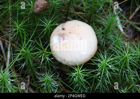 Gomphidius maculatus, conosciuto come la punta di larice o la punta di larice-cappuccio, fungo selvatico dalla Finlandia Foto Stock