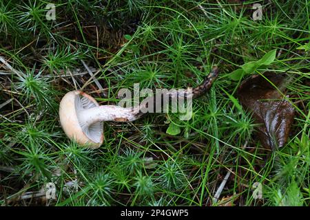 Gomphidius maculatus, conosciuto come la punta di larice o la punta di larice-cappuccio, fungo selvatico dalla Finlandia Foto Stock