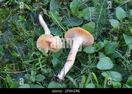 Cuphophyllus pratensis, noto come prato waxcap, prato tappo ceroso, salmone tappo ceroso o burro meadowcap di funghi selvatici dalla Finlandia Foto Stock