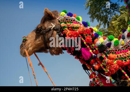 India, Rajasthan, Bikaner, National Camel Research Centre, Camel Festival, testa di cammello decorato Foto Stock