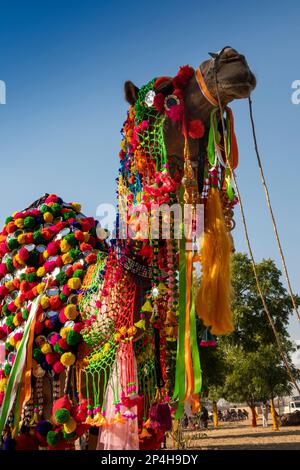 India, Rajasthan, Bikaner, Centro Nazionale di Ricerca Camel, Camel Festival, cammello decorato Foto Stock