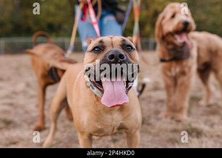 Buon Boxer Mastiff mix sorridente con lingua fuori e altri cani Foto Stock