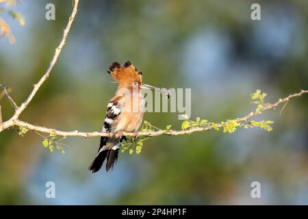 Hoopoe africano con ragno in cima nel Parco Nazionale delle Cascate di Murchison in Uganda Foto Stock