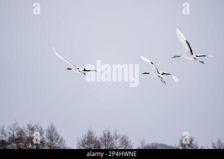 Gru a corona rossa che si innalzano nel cielo. Scenario della vita degli uccelli selvatici in inverno, Hokkaido, Giappone. 2023 Foto Stock