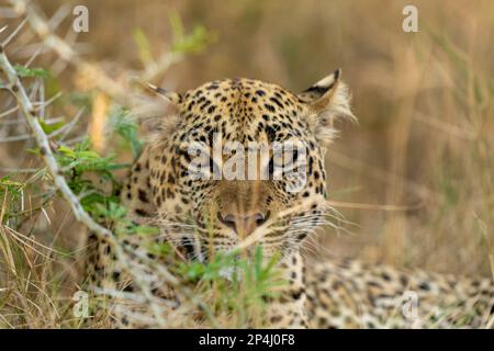 Leopardo nascosto dietro un ramo in uganda regina Elizabeth parco nazionale Foto Stock