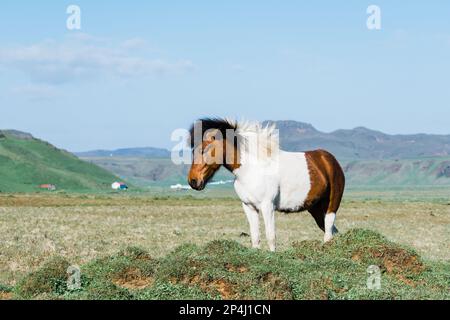 Attrazioni turistiche dell'Islanda RoadTrip : cavalli islandesi Foto Stock