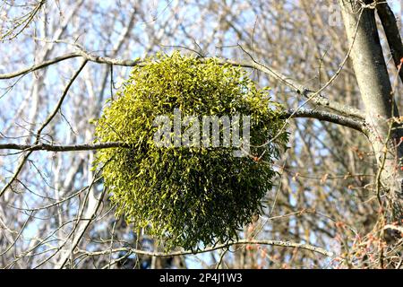 Parassita europeo mistletoe, album viscum, Growing on a Tree, Alcsut Arboretum, Alcsutdoboz, Ungheria Foto Stock