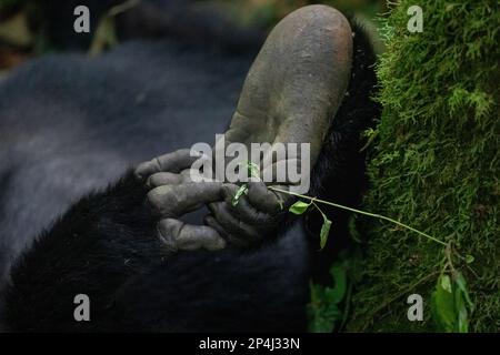 Gorilla piede e mano nel Parco Nazionale Bwindi impenetrabile Foto Stock