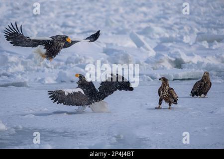 Due aquile di mare Steller sembrano essere in discussione. L'aquila calva li guardò combattere. Haliaeetus pelagicus. Scenario della vita degli uccelli selvatici in inverno, Hokkaido, Jap Foto Stock