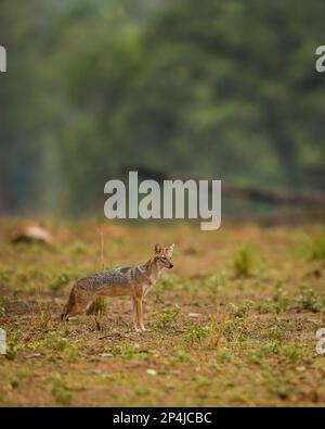 Golden jackal o Canis aureus profilo laterale in campo aperto e in habitat naturale verde a kanha parco nazionale foresta madhya pradesh india asia Foto Stock