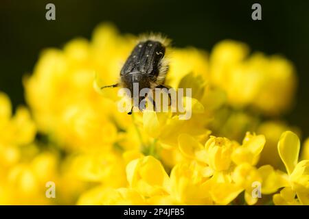 Fiori gialli di agrifoglio di mahonia, arbusto ornamentale. Foto Stock