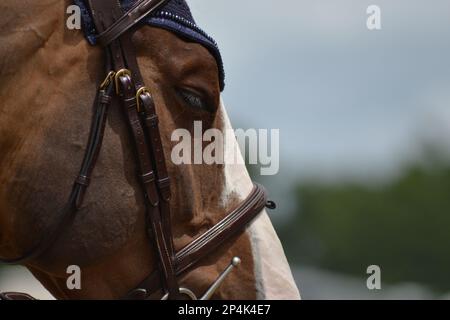 Bay Horse a occhi chiusi Foto Stock