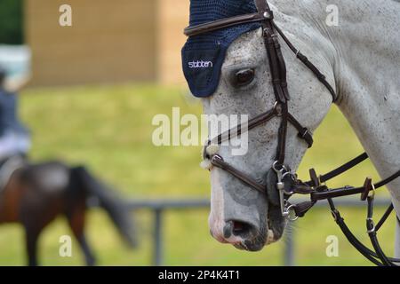 Fleabitten testa di cavallo grigio colpo Foto Stock