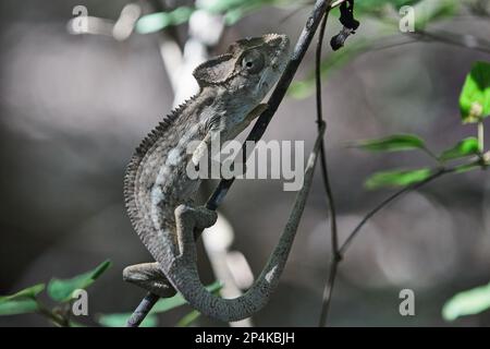 Morondava, Madagascar - Camaleonte gigante malgascio o camaleonte di Oustalet (Furcifer oustaleti) che sale in una foresta Foto Stock