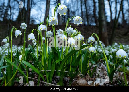 Rychnov nad Kneznou, Repubblica Ceca. 06th Mar, 2023. Leucojum vernum, il fiocco di neve di primavera, fiorito in giardino vicino a Chateau in Kostelec nad Orlici, Repubblica Ceca il 6 marzo 2023. Credit: David Tanecek/CTK Photo/Alamy Live News Foto Stock