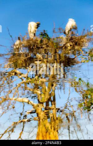 Immagine astratta di cicogna di legno (Mycteria americana) nidificante in cima ad albero, riflesso in acqua, Wakodahatchee palude, Florida, Stati Uniti. Foto Stock