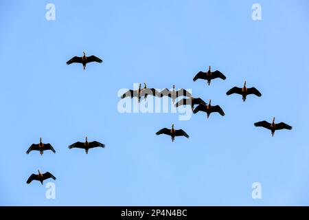 Dendrocygna autumnalis (Black-Bellied whistling-Duck) floccato volando con cielo blu; Wakodahatchee palude; Florida; USA Foto Stock