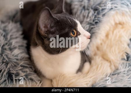 Un gatto domestico bianco e nero che giace in una posizione rilassata Foto Stock