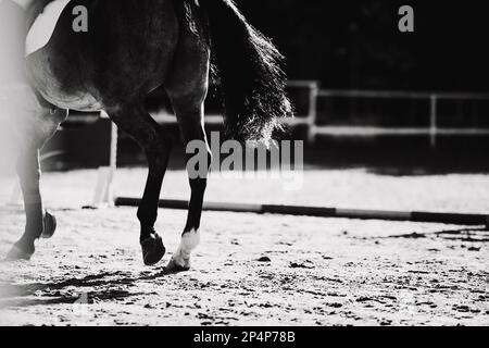 Un'immagine in bianco e nero degli zoccoli e della coda di un bellissimo cavallo che corre in una gara di salto in uno spettacolo in una giornata di sole. Sport equestri. Foto Stock