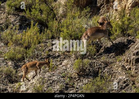 Capra pirenaica ispanica, stambecco iberico Foto Stock