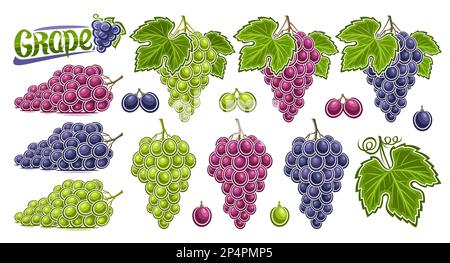 Set Vector Uvaggio, raccolta lotto di illustrazioni ritaglio frutta natura morta composizione, mature varie con foglie verdi, autunno sano Illustrazione Vettoriale