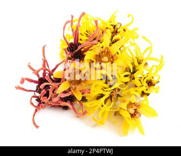 La nocciola delle streghe e i fiori d'inverno isolati su fondo bianco Foto Stock