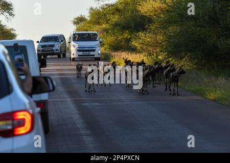 Parco Kruger, Sudafrica - 9 gennaio 2023: Auto turistica tra branco di cani selvatici nel parco nazionale Kruger in Sudafrica Foto Stock