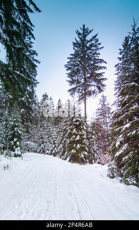 Paesaggio invernale con abeti innevati e cielo blu. Foto Stock