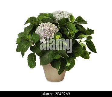 Pianta hortensia in vaso con bellissimi fiori isolati su bianco Foto Stock