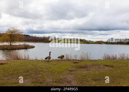 Una vista panoramica del Tempio di Minerva attraverso il lago in Hardwick Park,Sedgefield, Co.Durham,Inghilterra Foto Stock