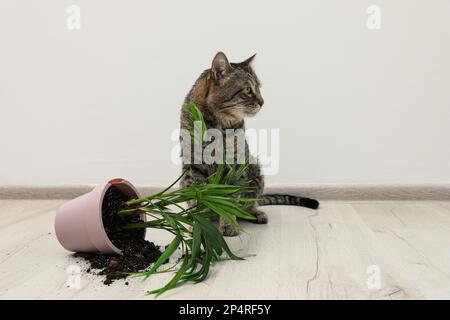 Gatto malizioso vicino casa rovesciata pianta sul pavimento interno Foto Stock
