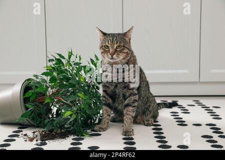 Gatto malizioso vicino casa rovesciata pianta su tappeto interno Foto Stock