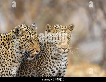 Due Leopardi madre e cucciolo vicino ai denti in Botswana Savutie Foto Stock