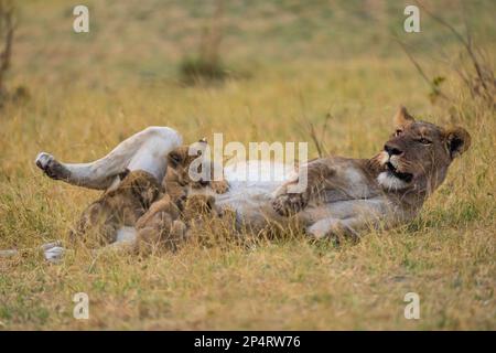 Quattro cuccioli di leone che bevono latte dalla madre dopo un'uccisione nella savutie Botswana Foto Stock