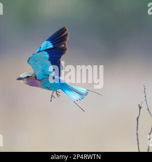 rullo in lilla-breasted seduto in volo con bellissimo sfondo in botswana moremi okawango delta Foto Stock