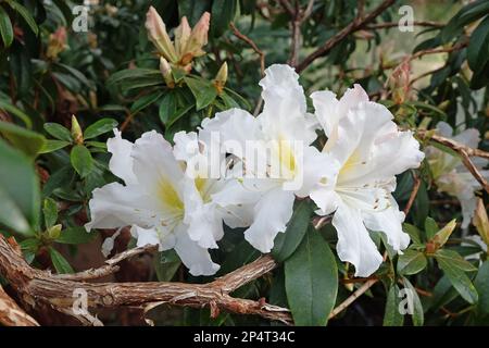 White Rhododendron veitchianum in fiore. Foto Stock