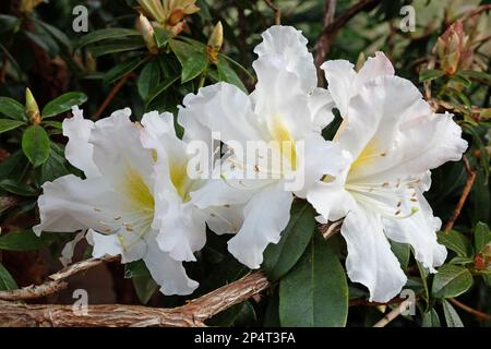 White Rhododendron veitchianum in fiore. Foto Stock