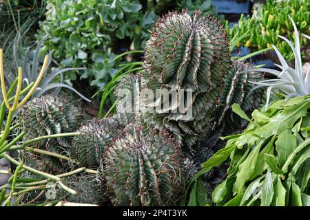 Euphorbia horrida, o cactus barile di latte africano. Foto Stock