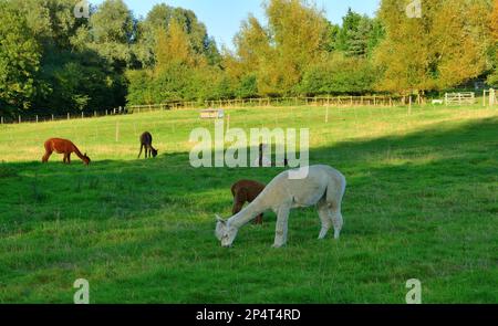 Un gruppo di animali sta pascolando contentedly su erba verde e lussureggiante in un campo rurale tranquillo Foto Stock