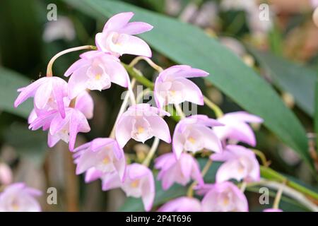 Dendrobium Bardo Rosa orchidea in fiore. Foto Stock