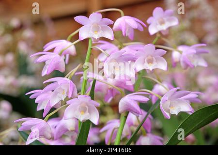 Dendrobium Bardo Rosa orchidea in fiore. Foto Stock