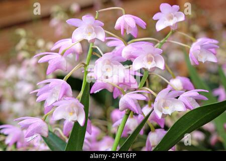 Dendrobium Bardo Rosa orchidea in fiore. Foto Stock